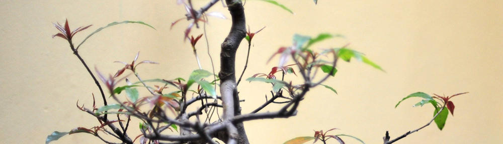 Helles lille køkken